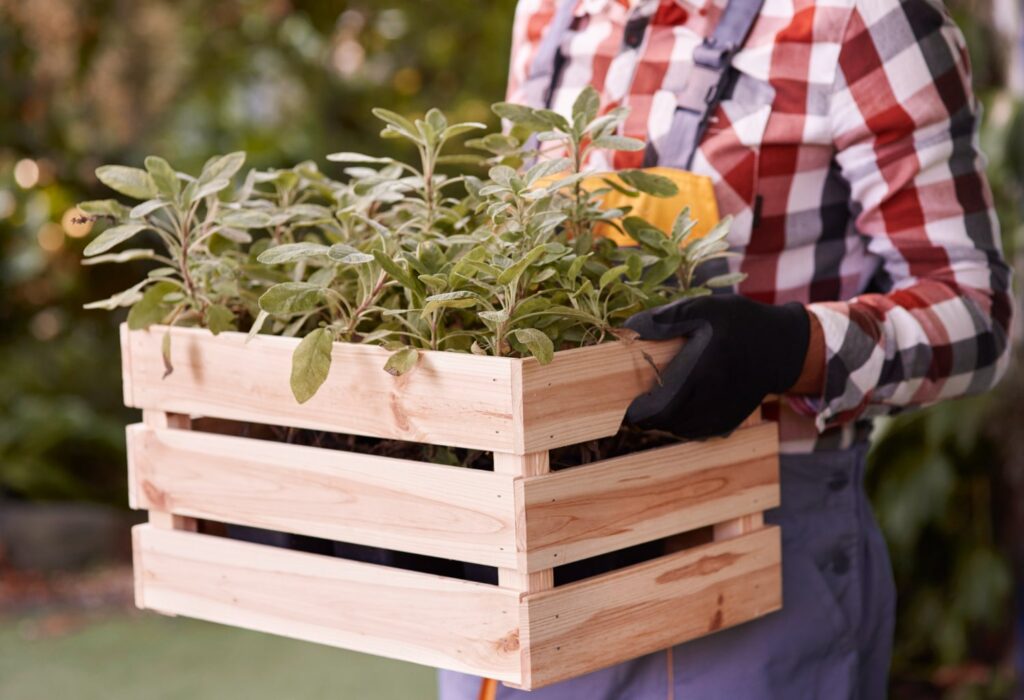 Modèle de jardin potager : Le potager en palette de bois 