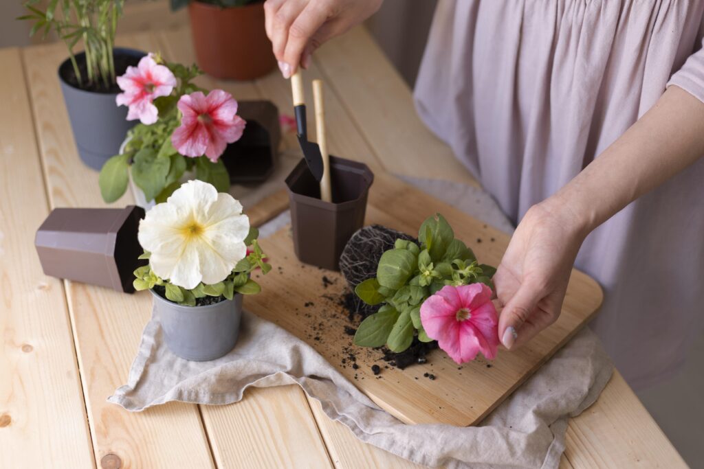 Comment planter un jasmin étoilé pour une floraison de haute qualité ?
