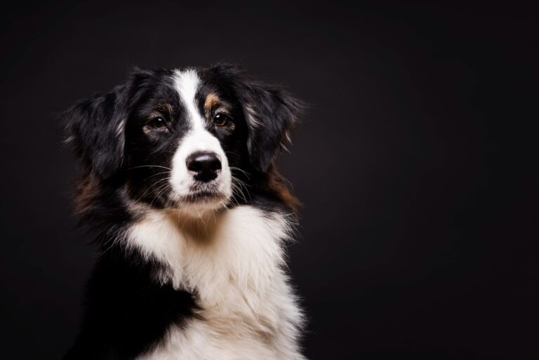 Adoptez le Border Collie pour vivre dans une maison en campagne