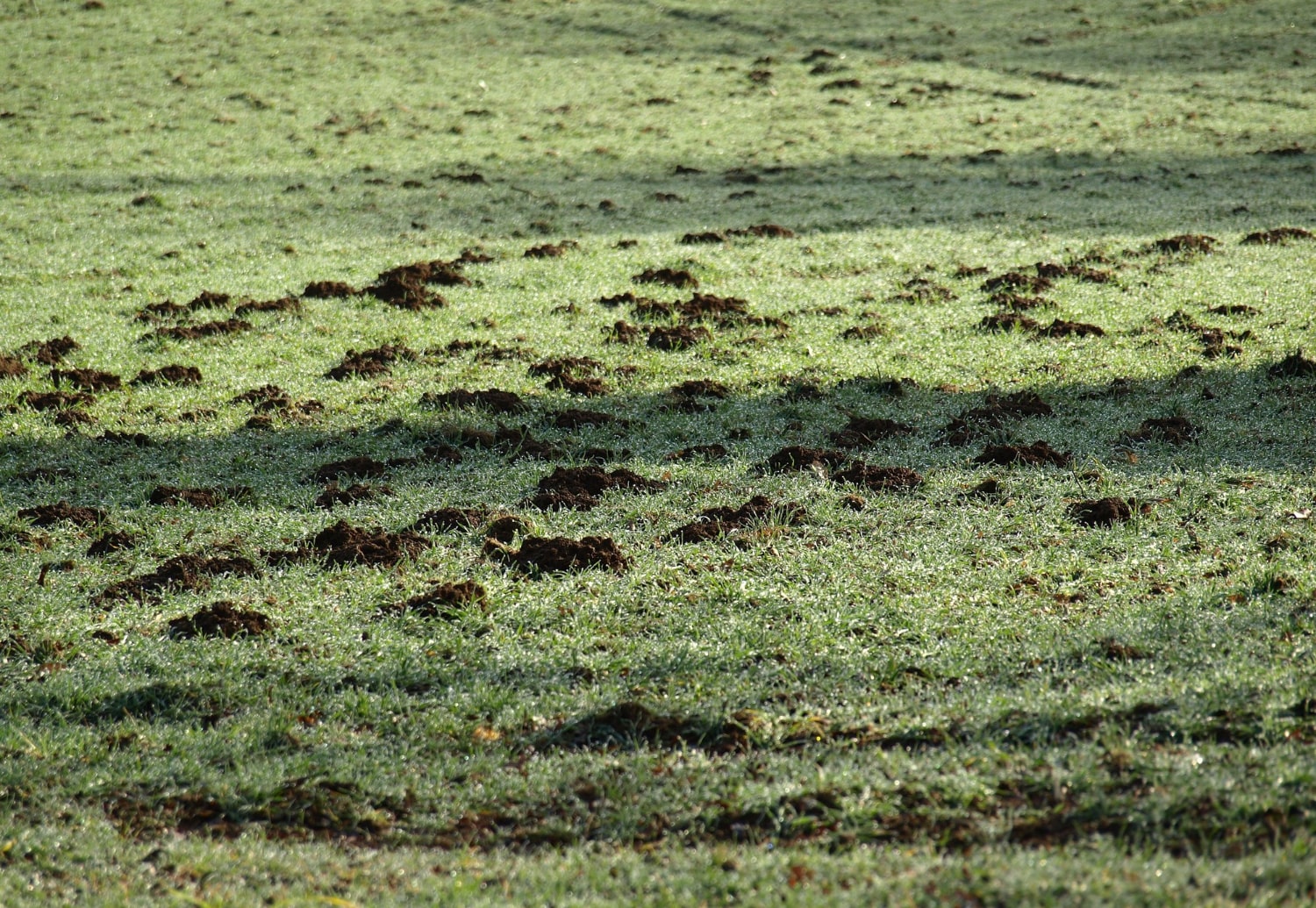 Crottes de fouine : comment les reconnaître et que faire ?