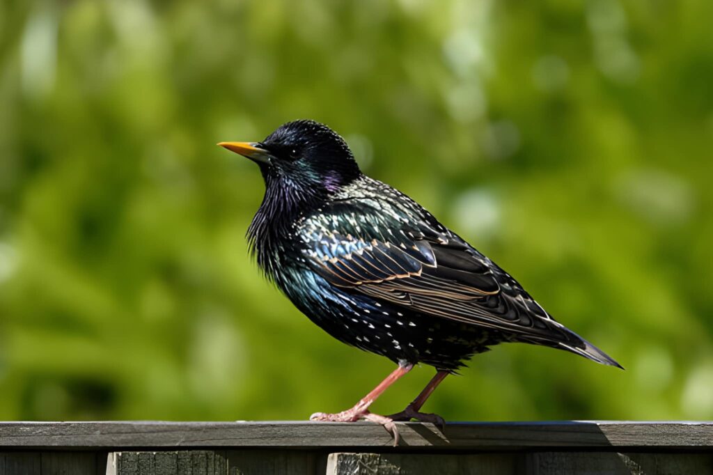 Étourneaux dans le jardin :  solutions efficaces