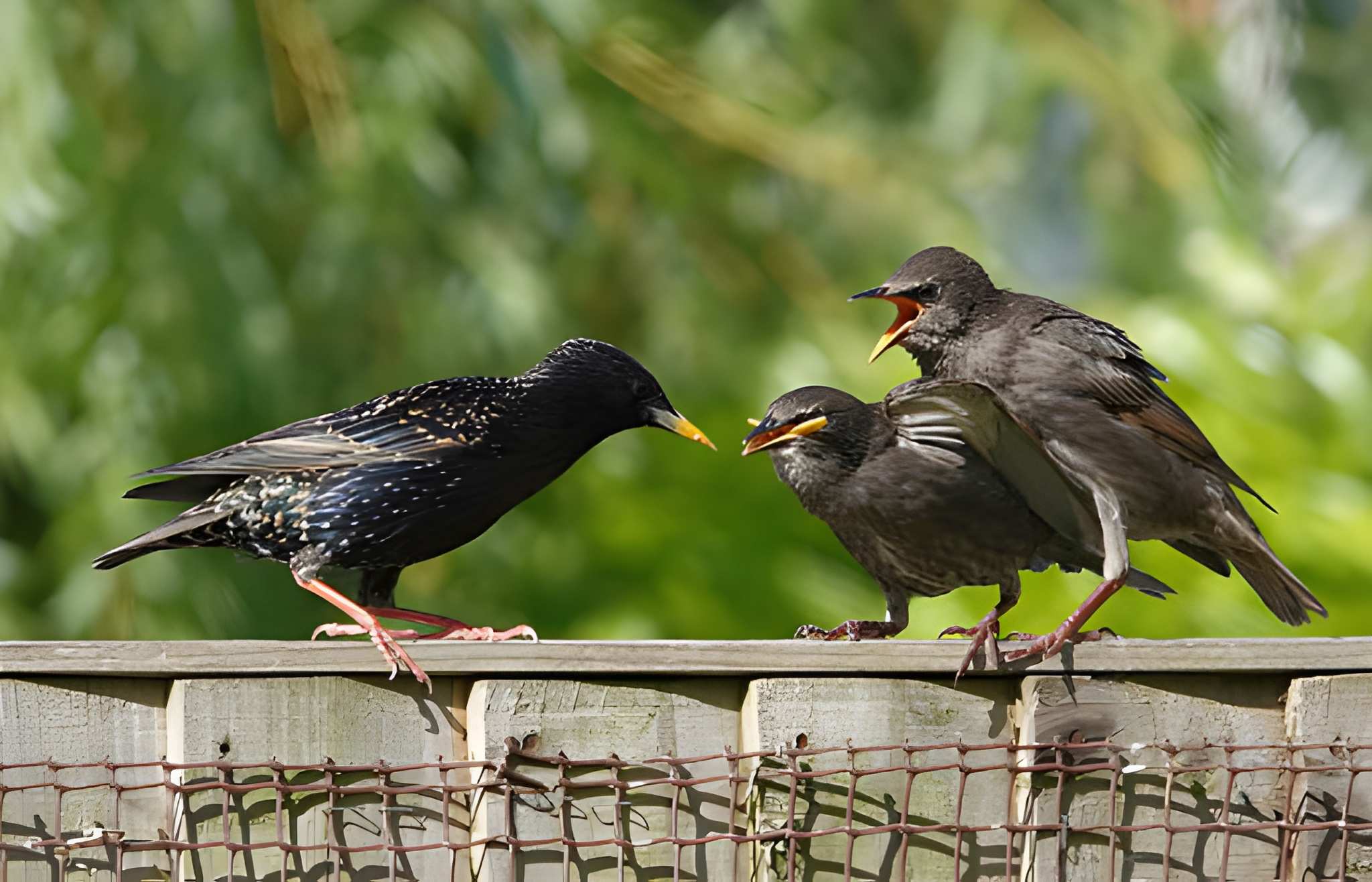 Comment éloigner les étourneaux du jardin : causes et solutions durables