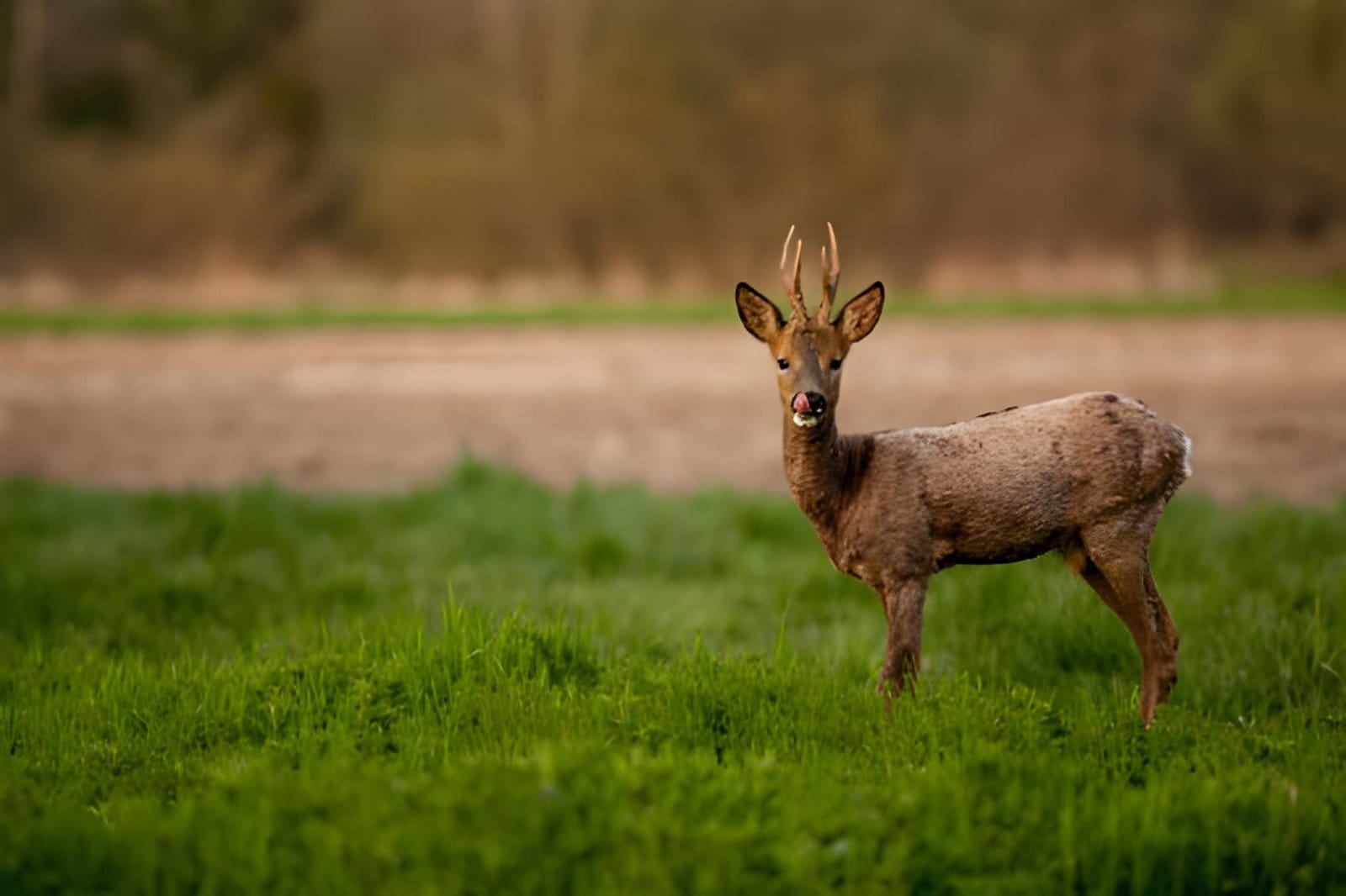 Femelle du chevreuil : quel est son nom ?