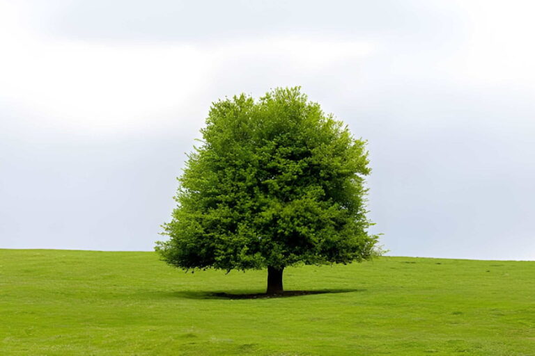 importance of trees