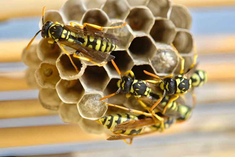 Utilité des guêpes dans la nature : rôle écologique, biodiversité et équilibre des écosystèmes