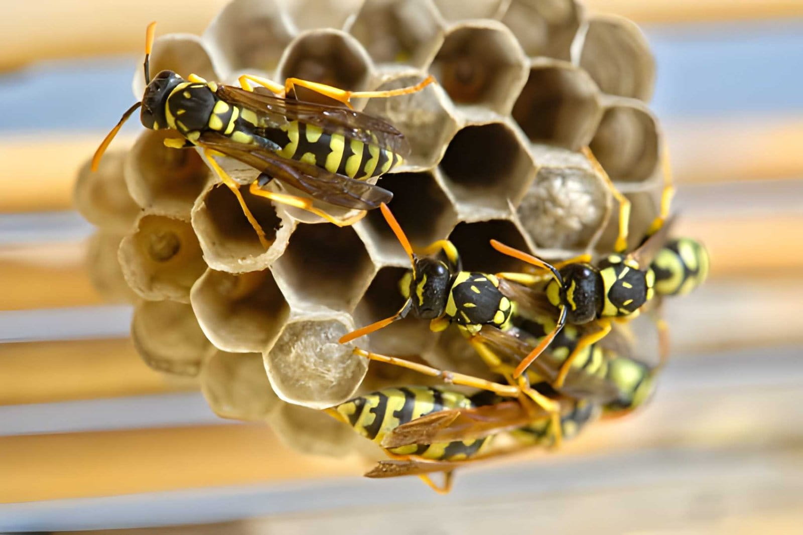 À quoi servent les guêpes ? Leur rôle dans la nature